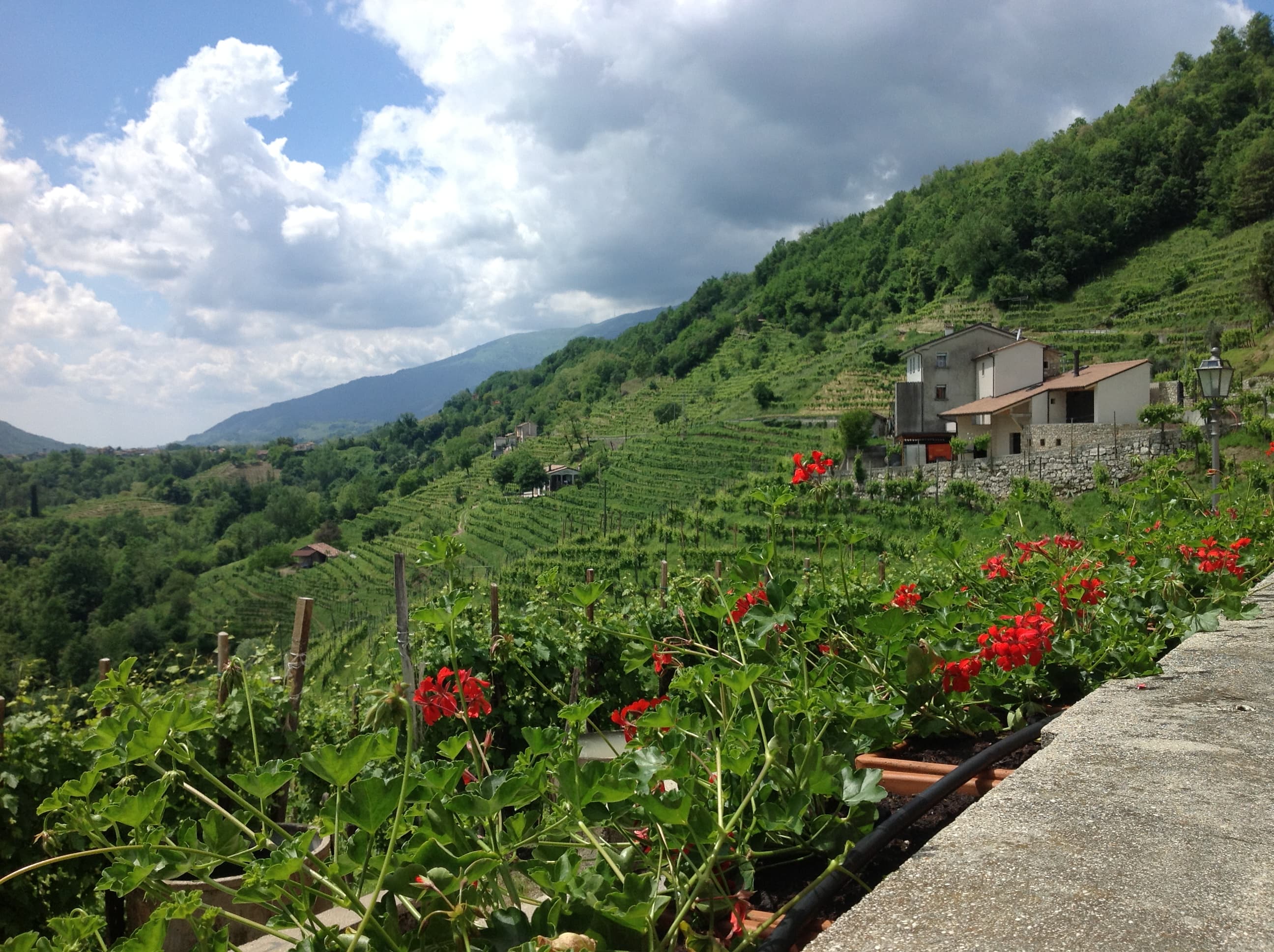 Prosecco – sommarens drink?