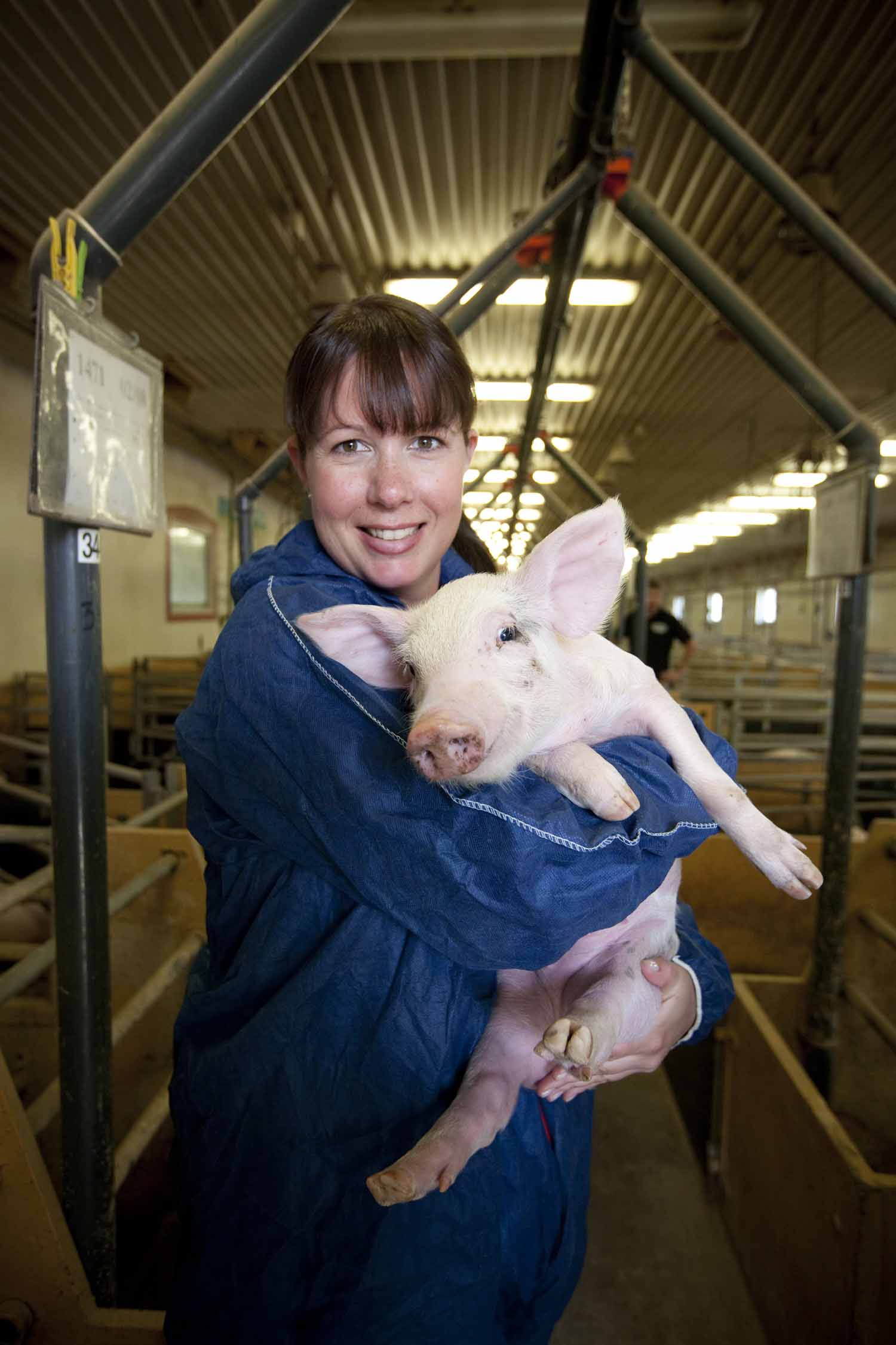 Svensk unggris huvudråvara i Bocuse d´Or Europe 2014