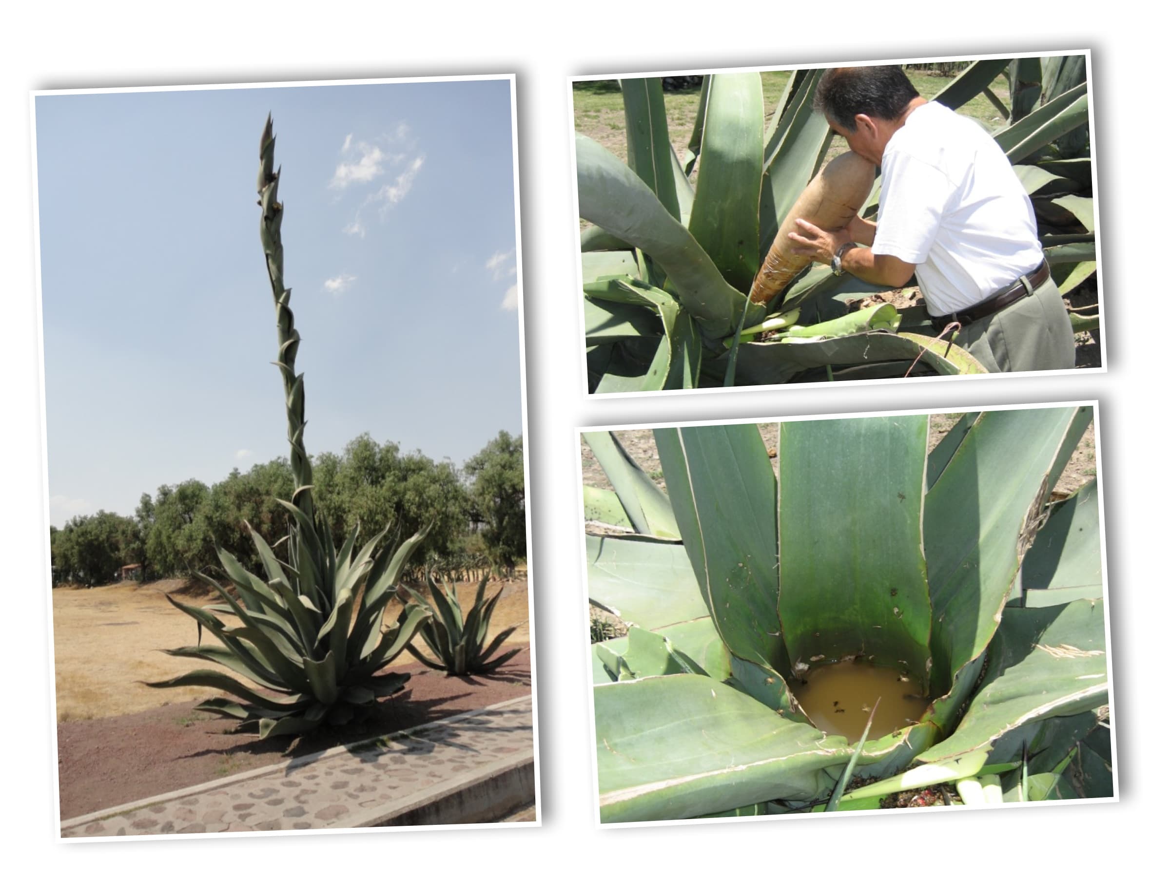 bild på Tequila och Mezcal med Björn Kjellberg – Érase una vez… och Tequila con Sangrita