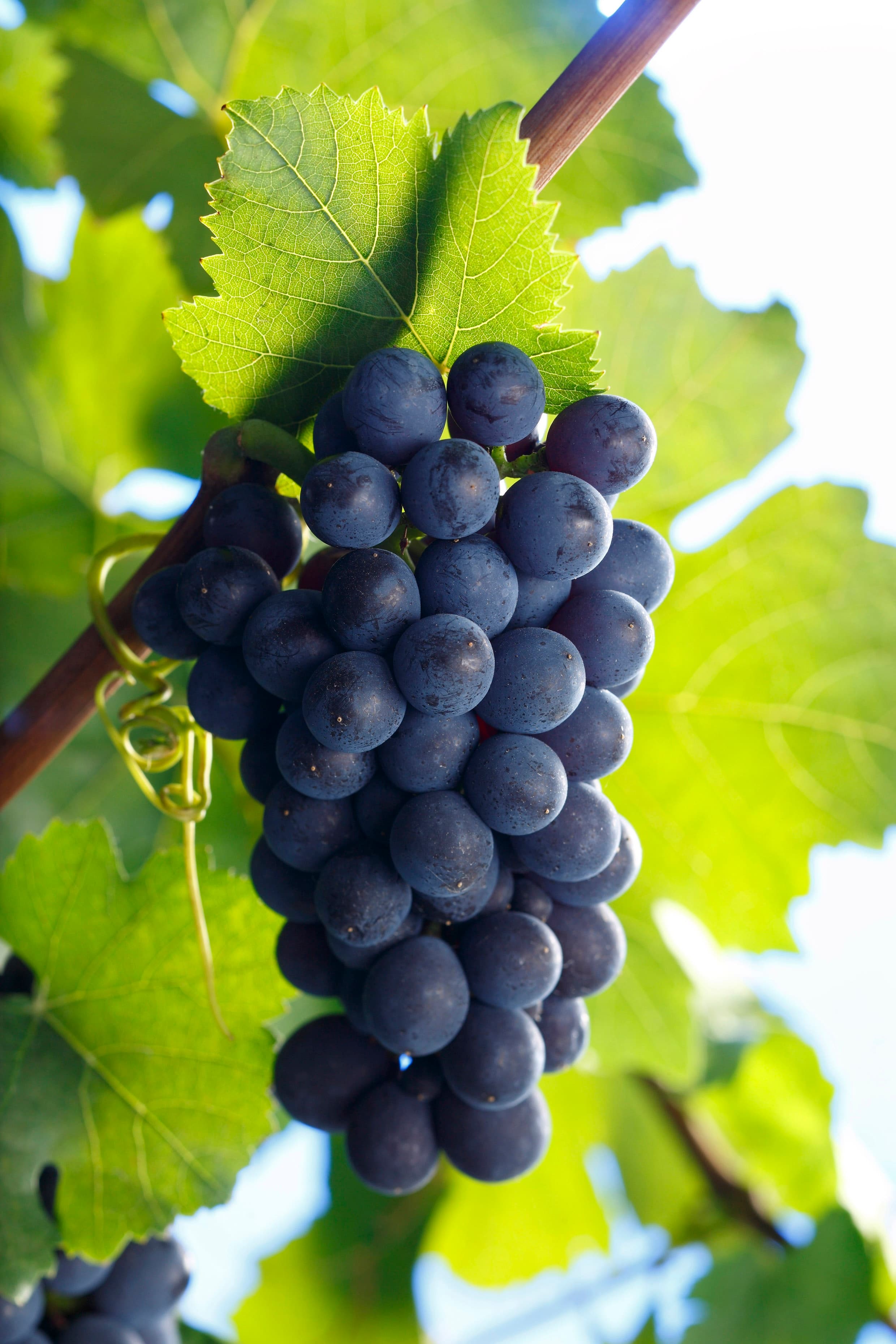 Bild från DinVinguide