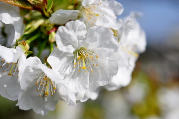 bild på Kriek alternativ till rosé