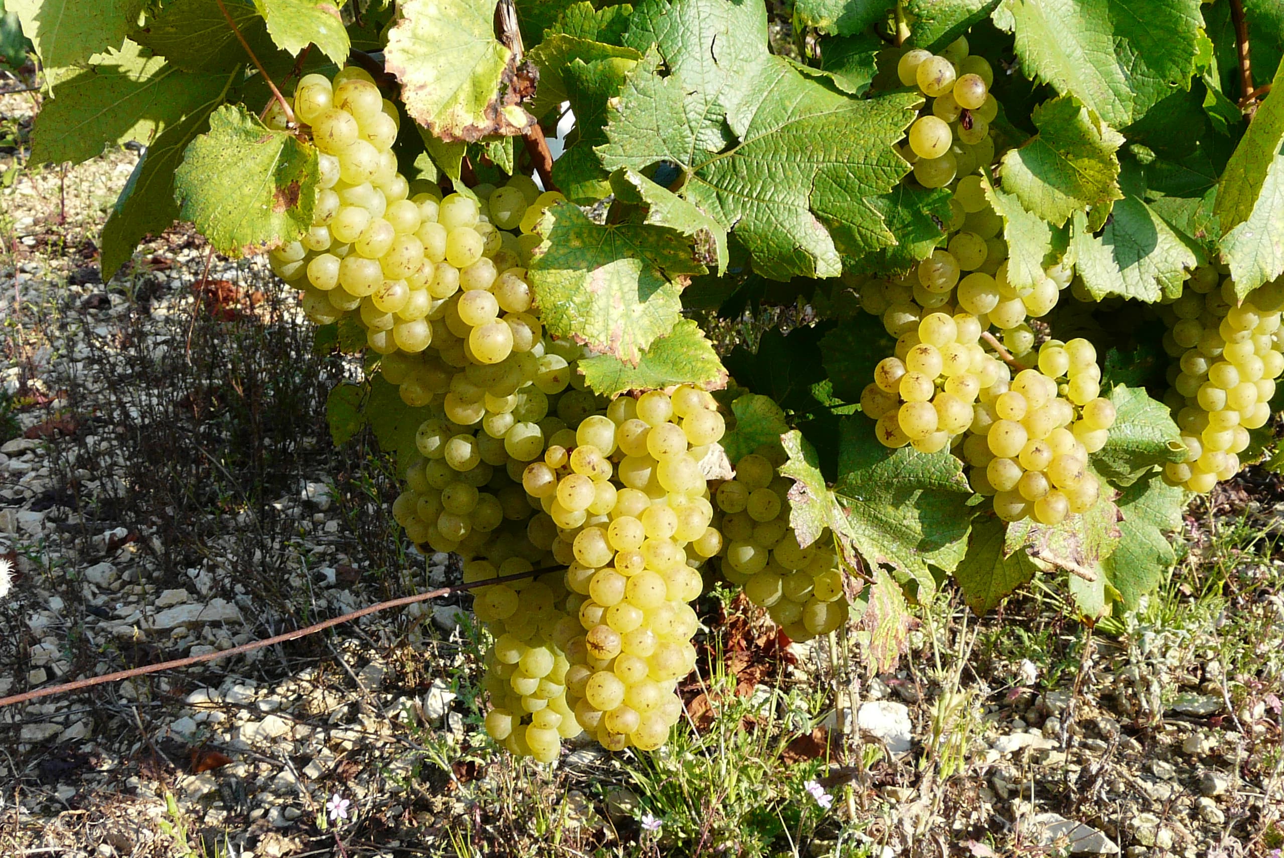 bild på Chardonnay – världens bästa druva.