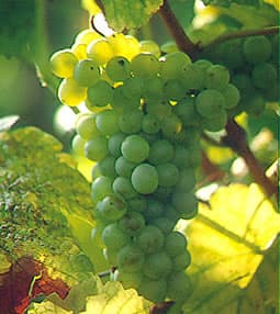 Pinot Blanc Blanc Vrai
