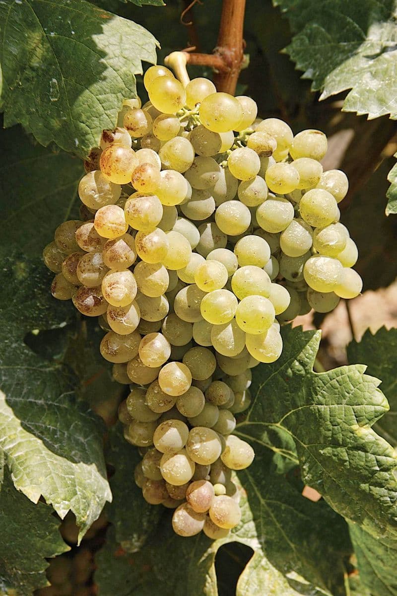 Bild från DinVinguide