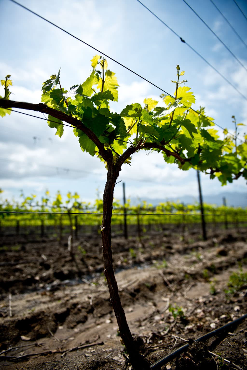 Syrah - den nya trenden i Sydafrika - DinVinguide