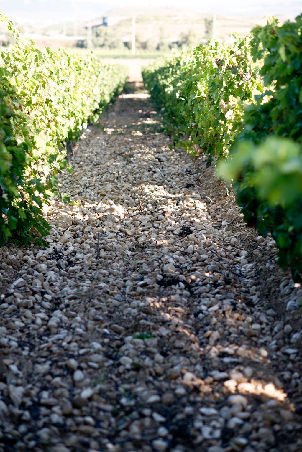 bild på Sofias jakt på riesling