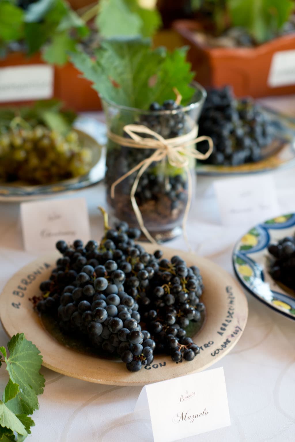 Var kan man studera vin?