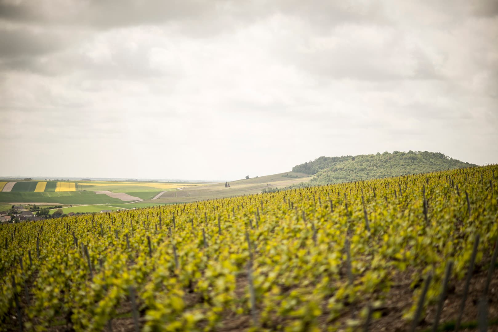 Internationella Champagnedagen 2017