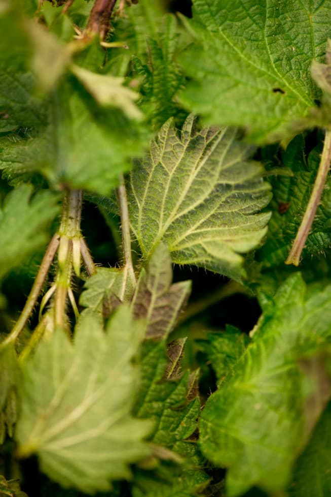 Ramslök, kirskål, löktrav, nässlor och annat gott du hittar i trädgården!