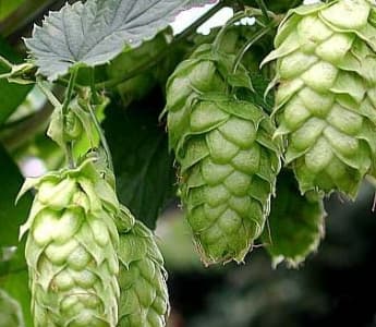 bild på Jerrys ölskola. Alla hjärtans dag-skippa chokladen.