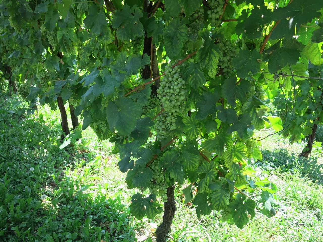 Bild från DinVinGuide