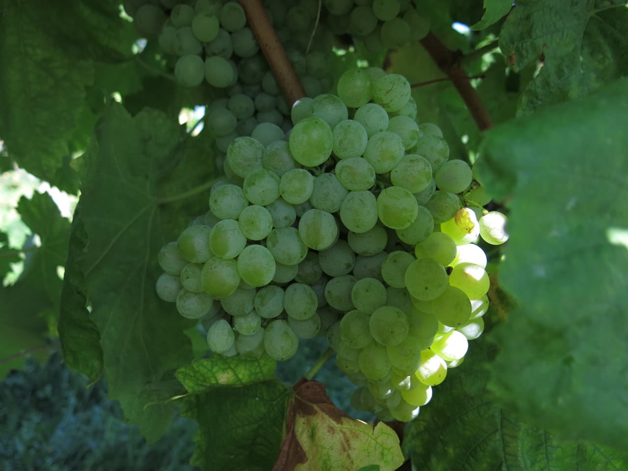 Bild från DinVinGuide