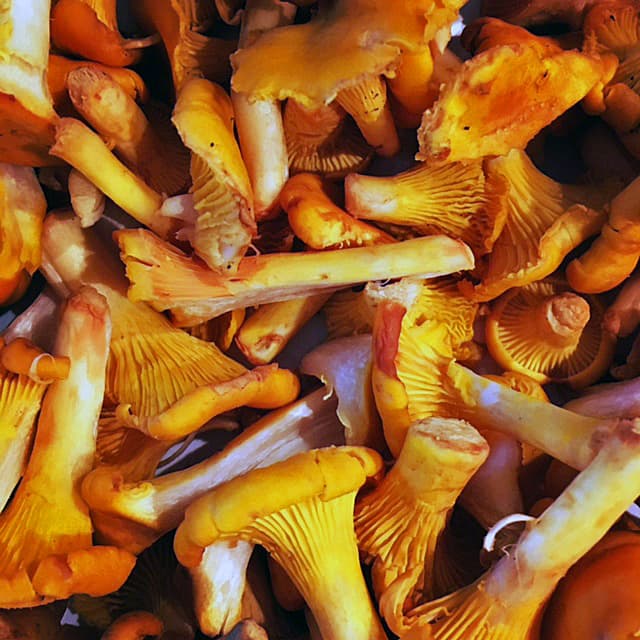 Bild på Kantareller med jordärtskocka, äggcréme och brynt smör