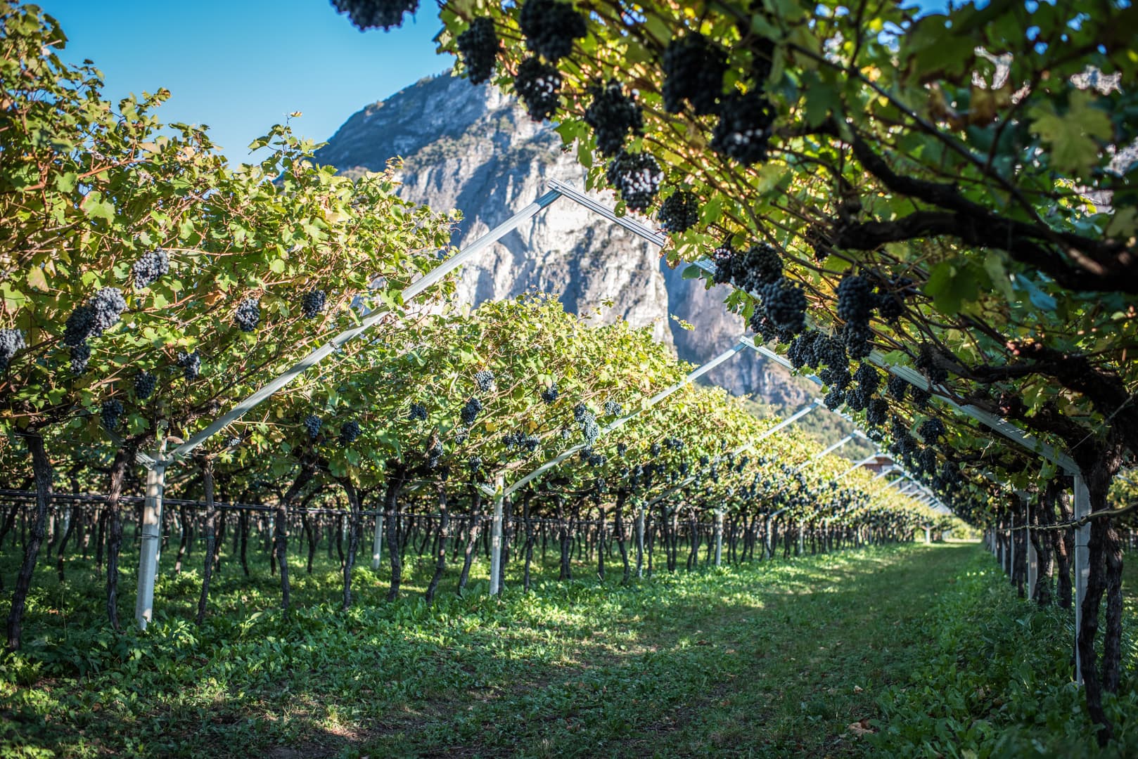Bild på Trentodoc alpernas underbara bubbel