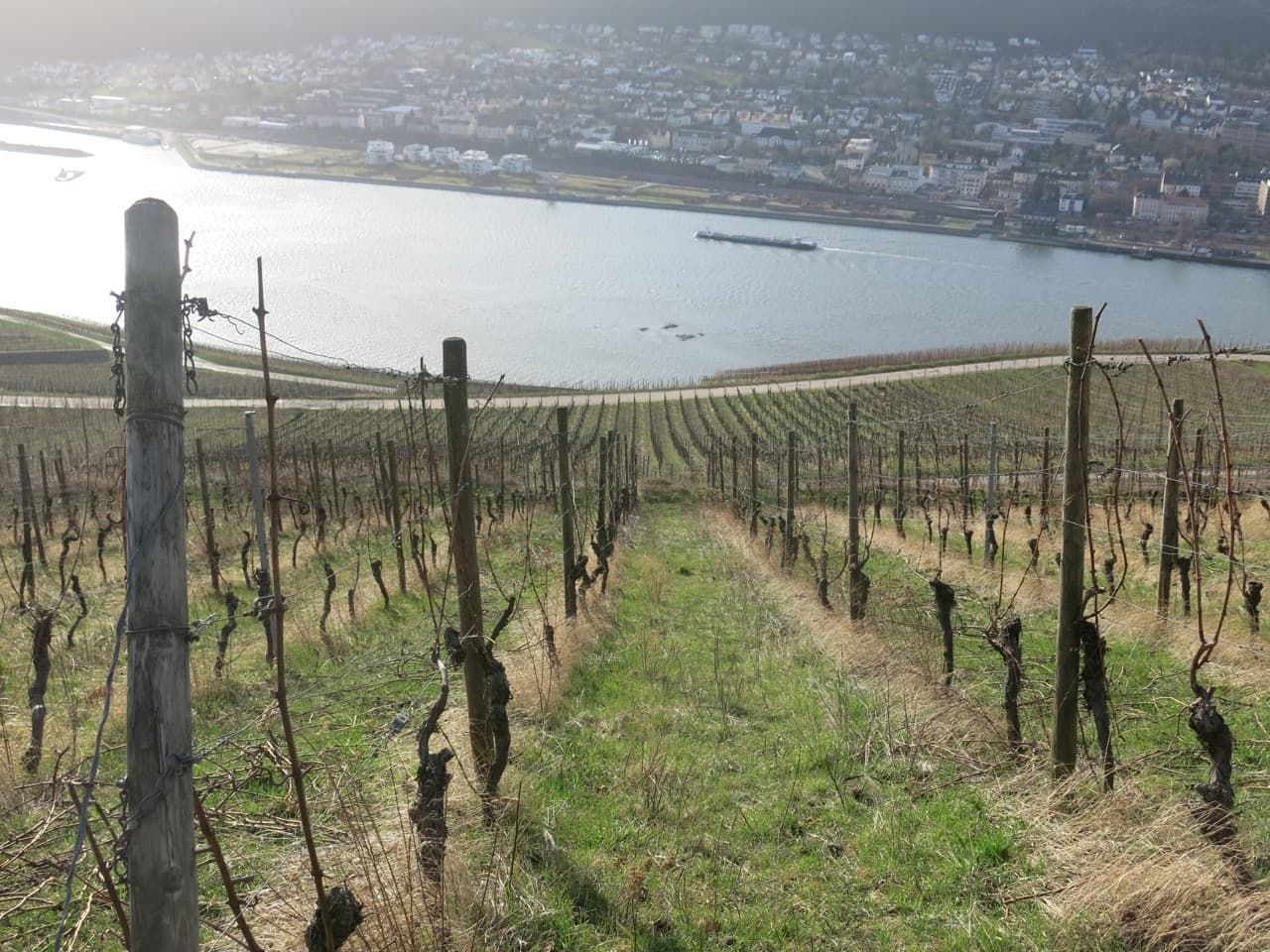 bild på Sofias bästa riesling i beställningssortimentet 