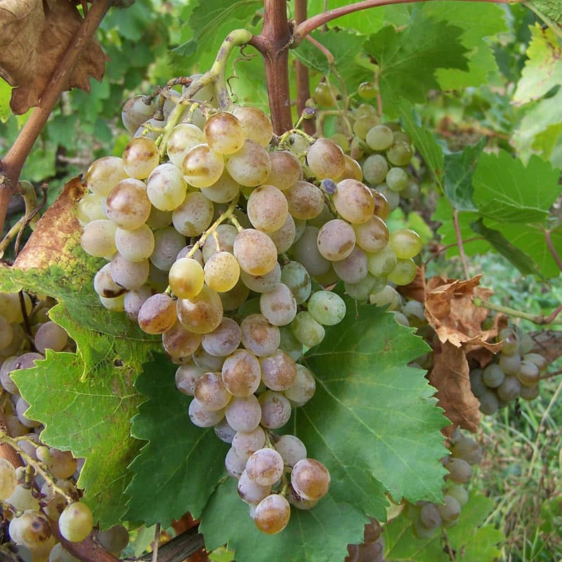 Grön druva Georgien