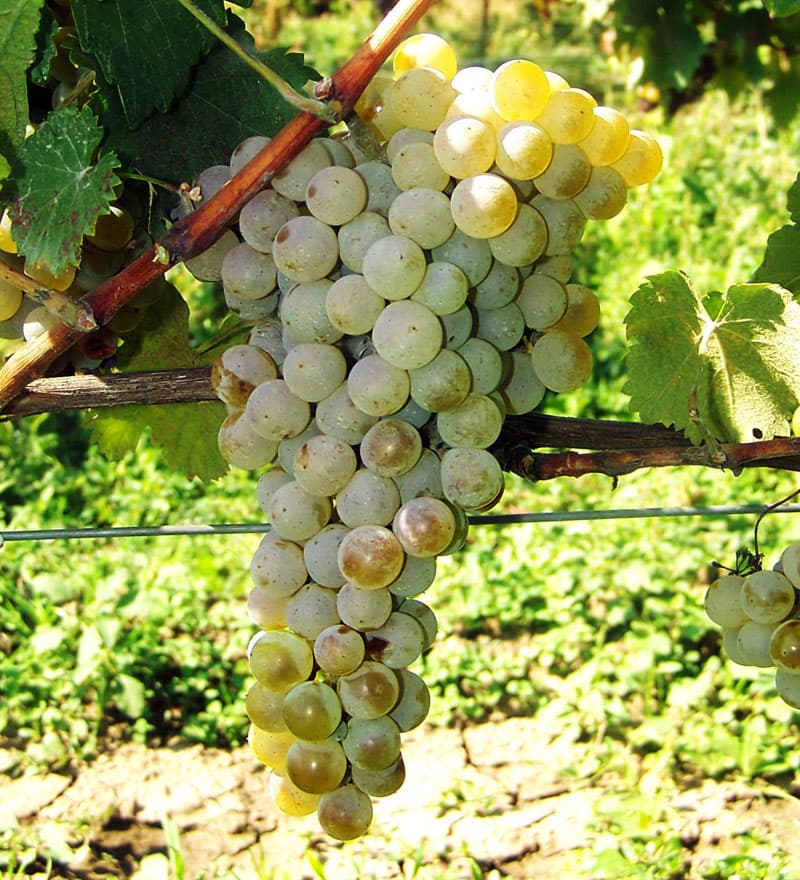 Grön druva Georgien
