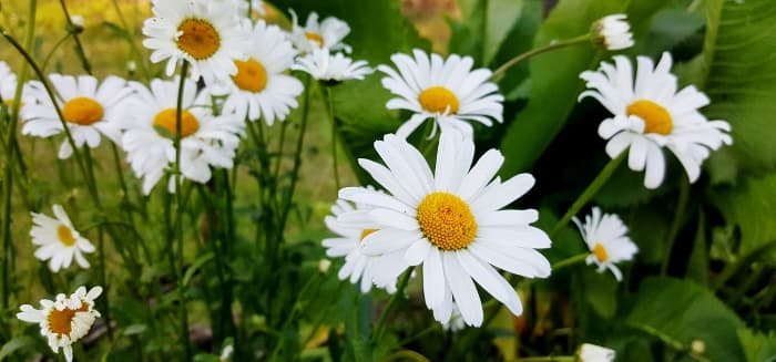 Nationaldagen – fest eller ännu en ledig dag?