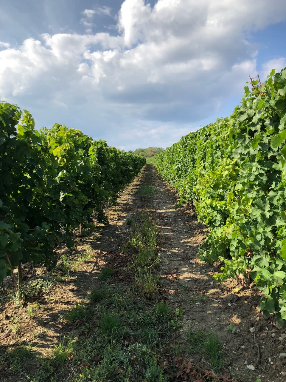 Bild från DinVinGuide