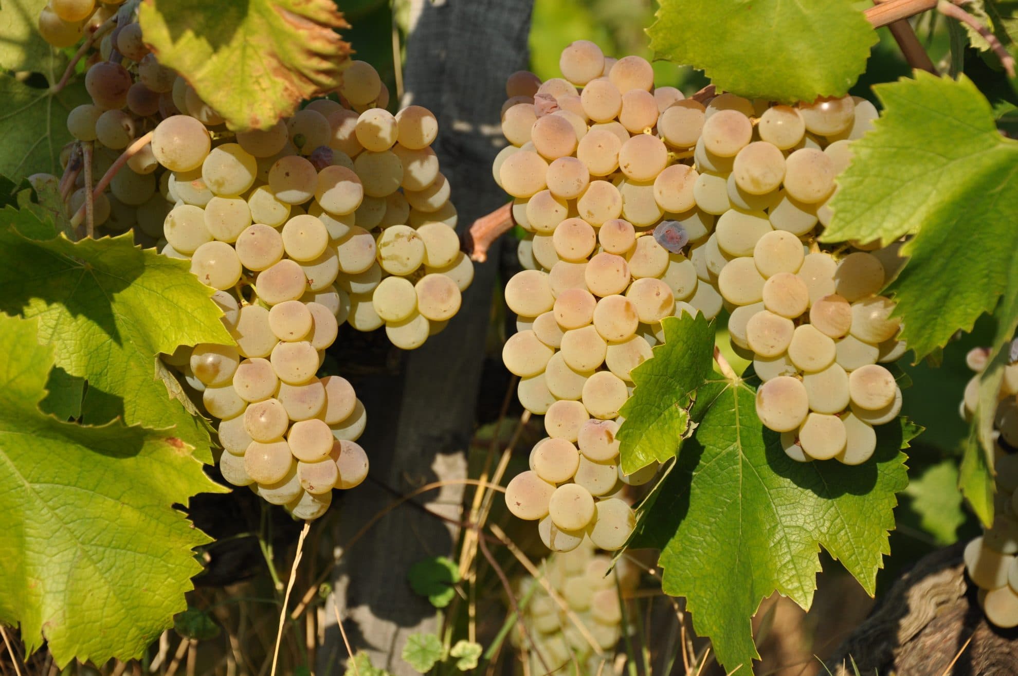 bild på Gröna druvsorter