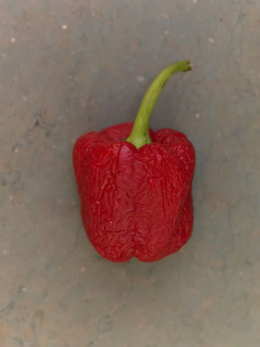 Bild på Inlagda paprikor