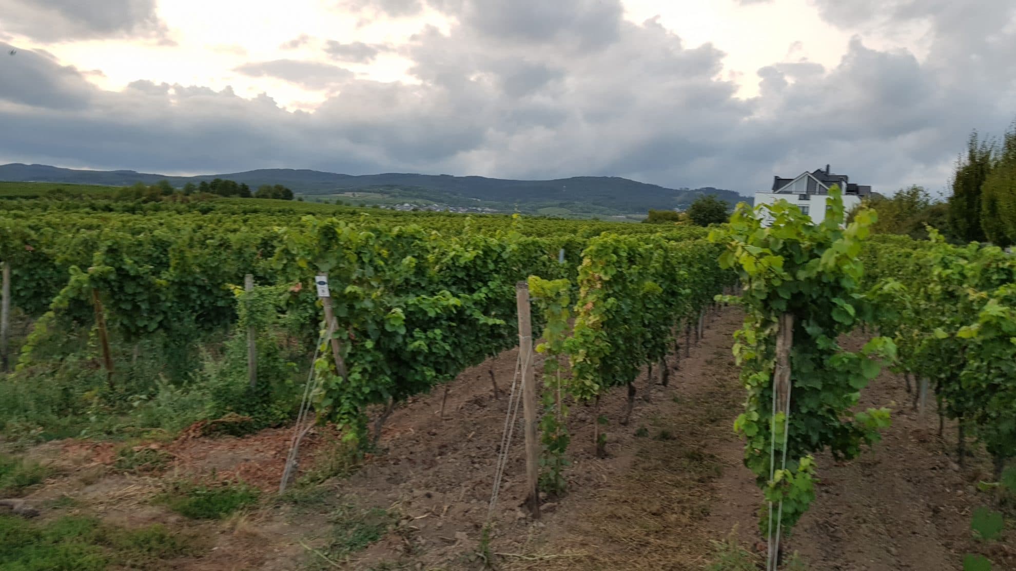 Bild från DinVinguide