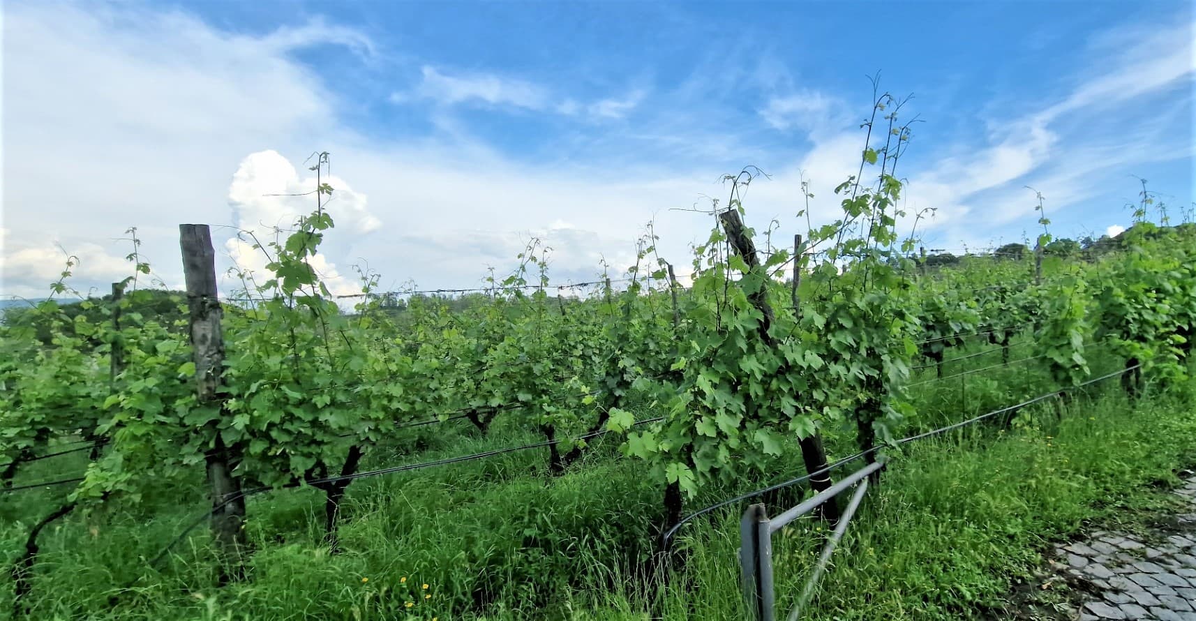 Bild från DinVinguide