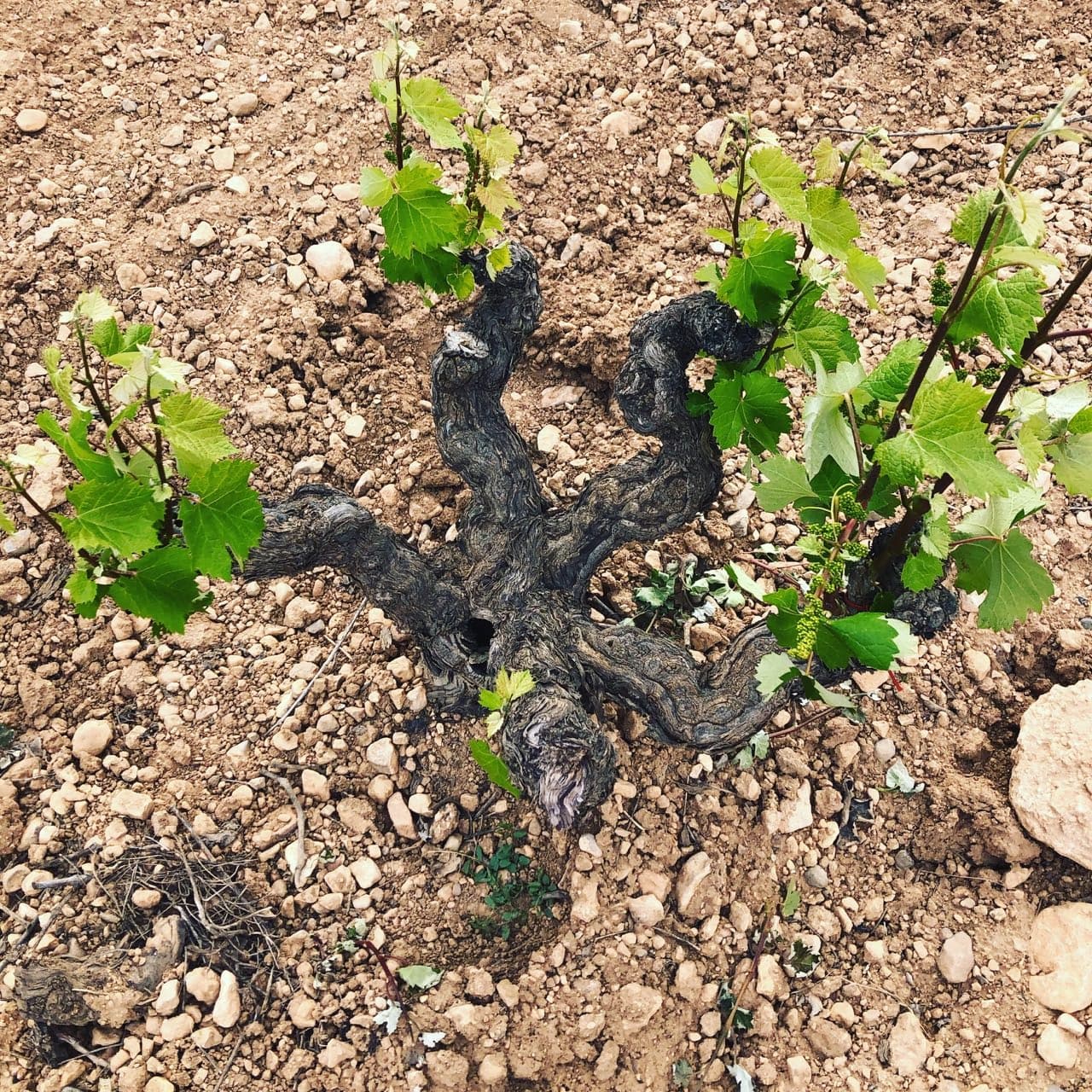 Bild från DinVinGuide