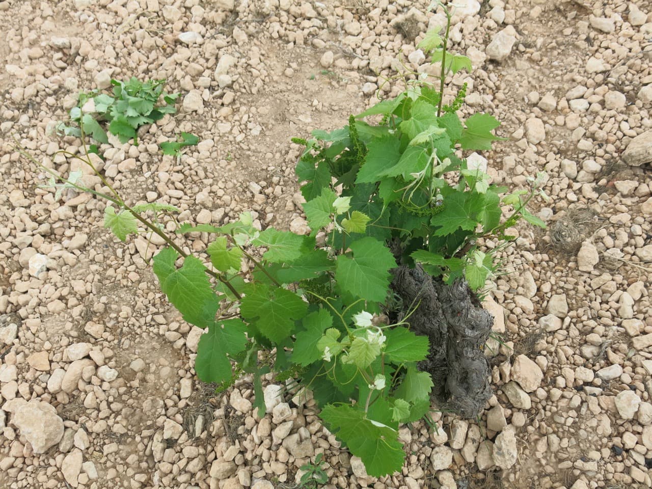 Bild från DinVinGuide