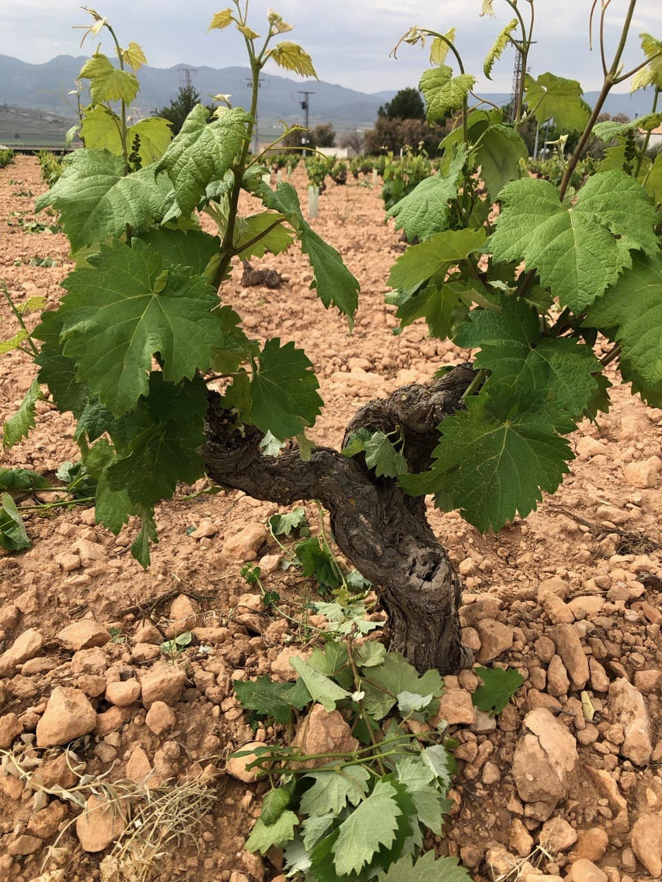 Bild från DinVinGuide