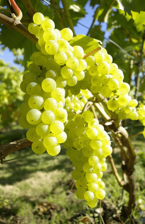 Bild från DinVinGuide