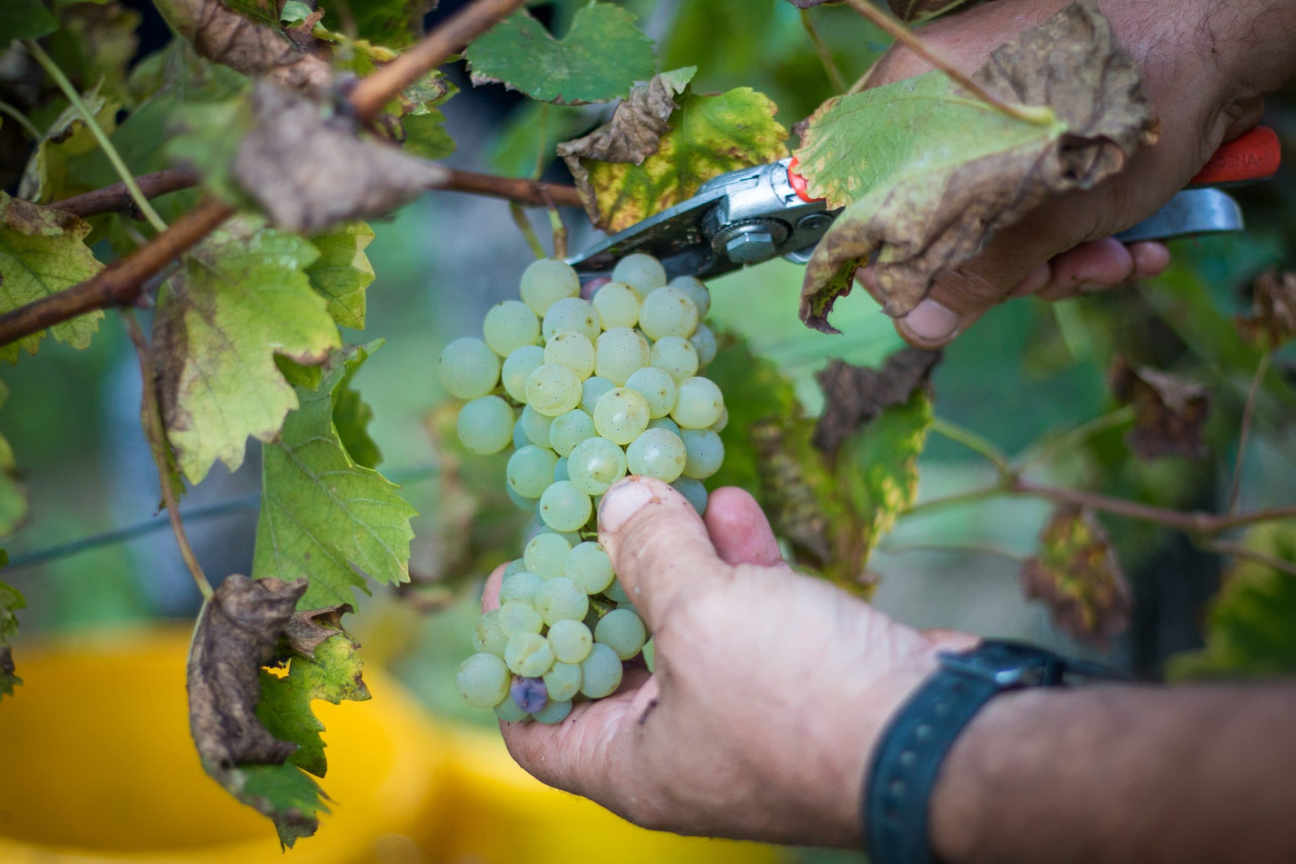 Champagne skördeuttag 2023