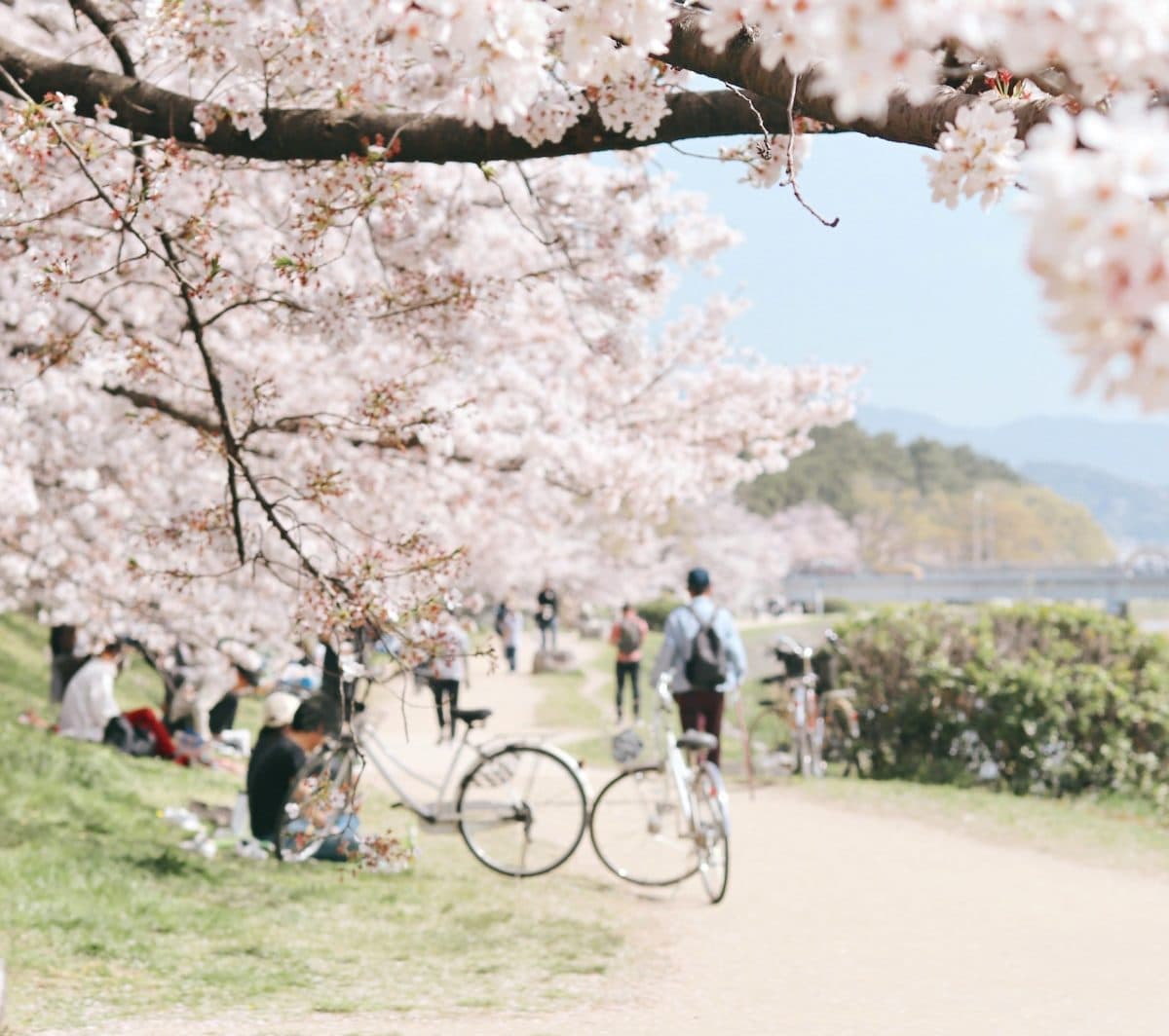 Vår, strand, cyklar, blommande träd