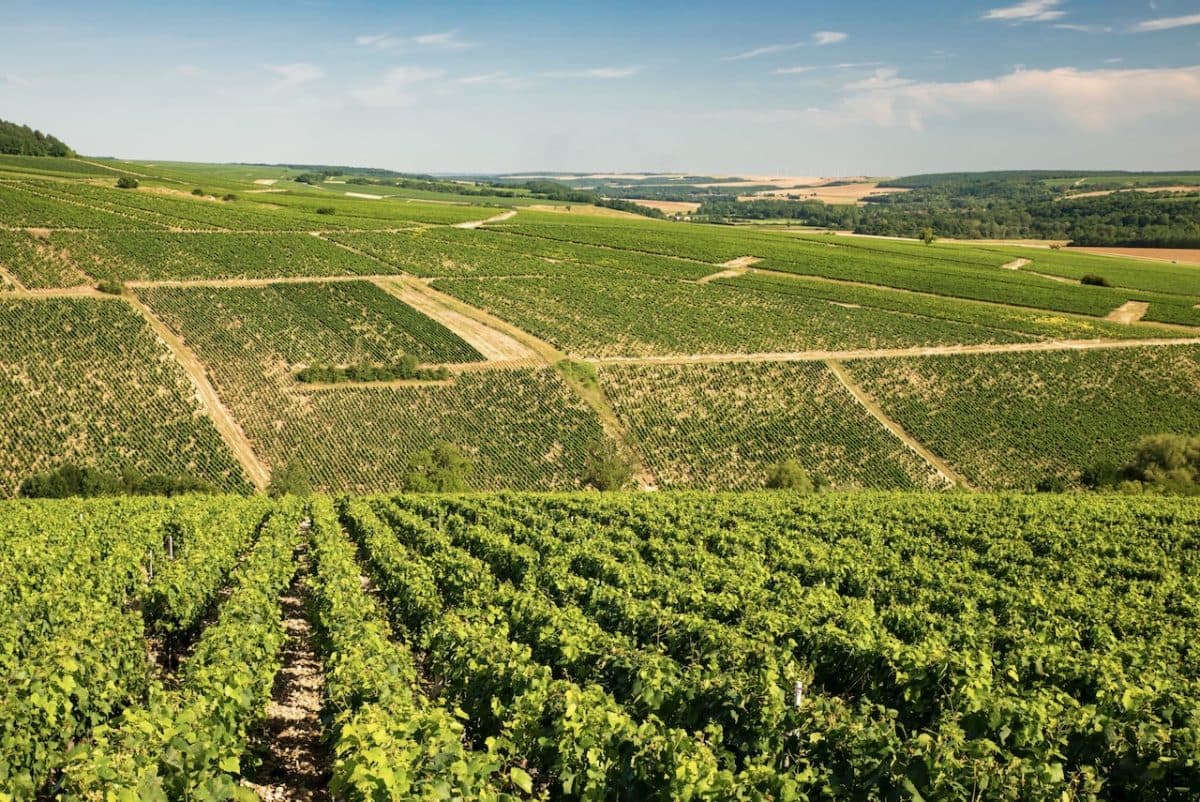 bild på Chablisskolan La Chablisienne