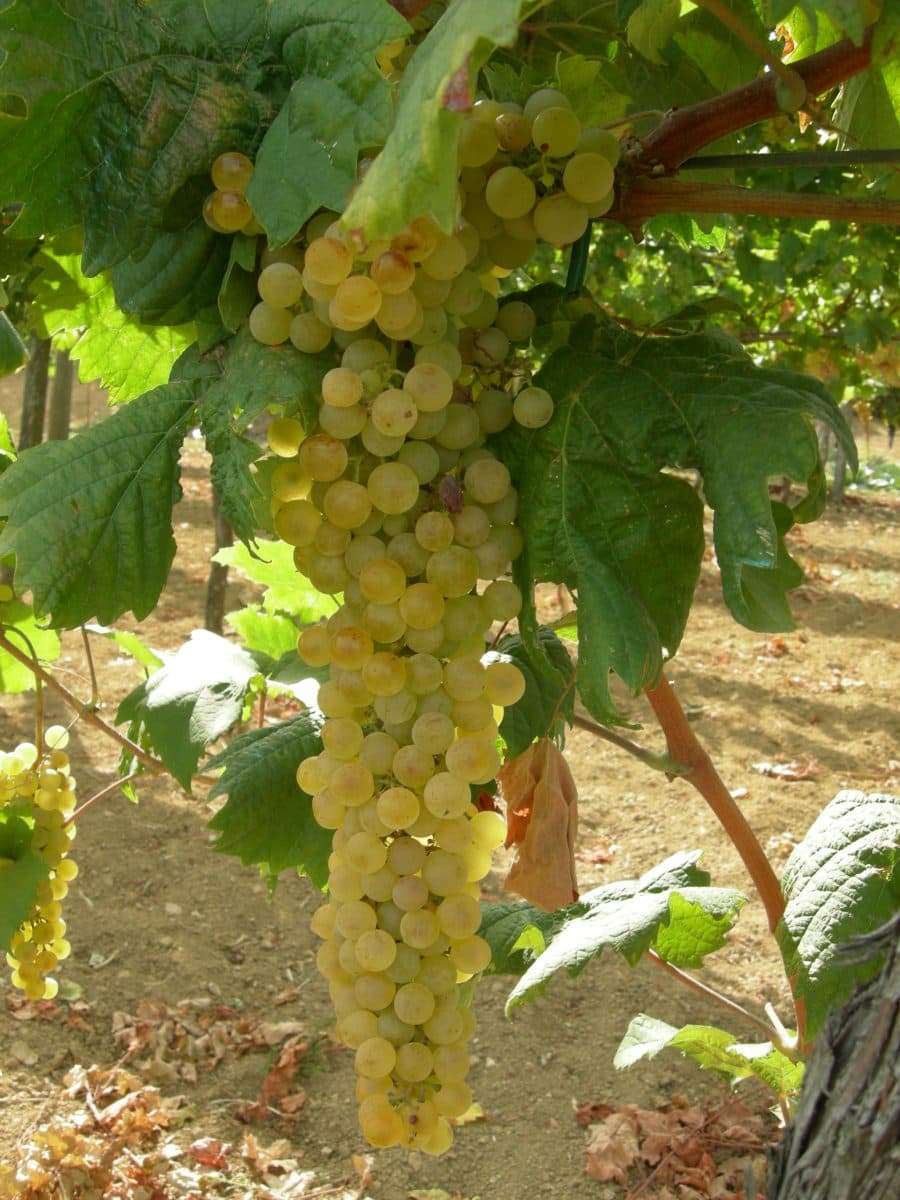 Albana Romagnas vita stolthet