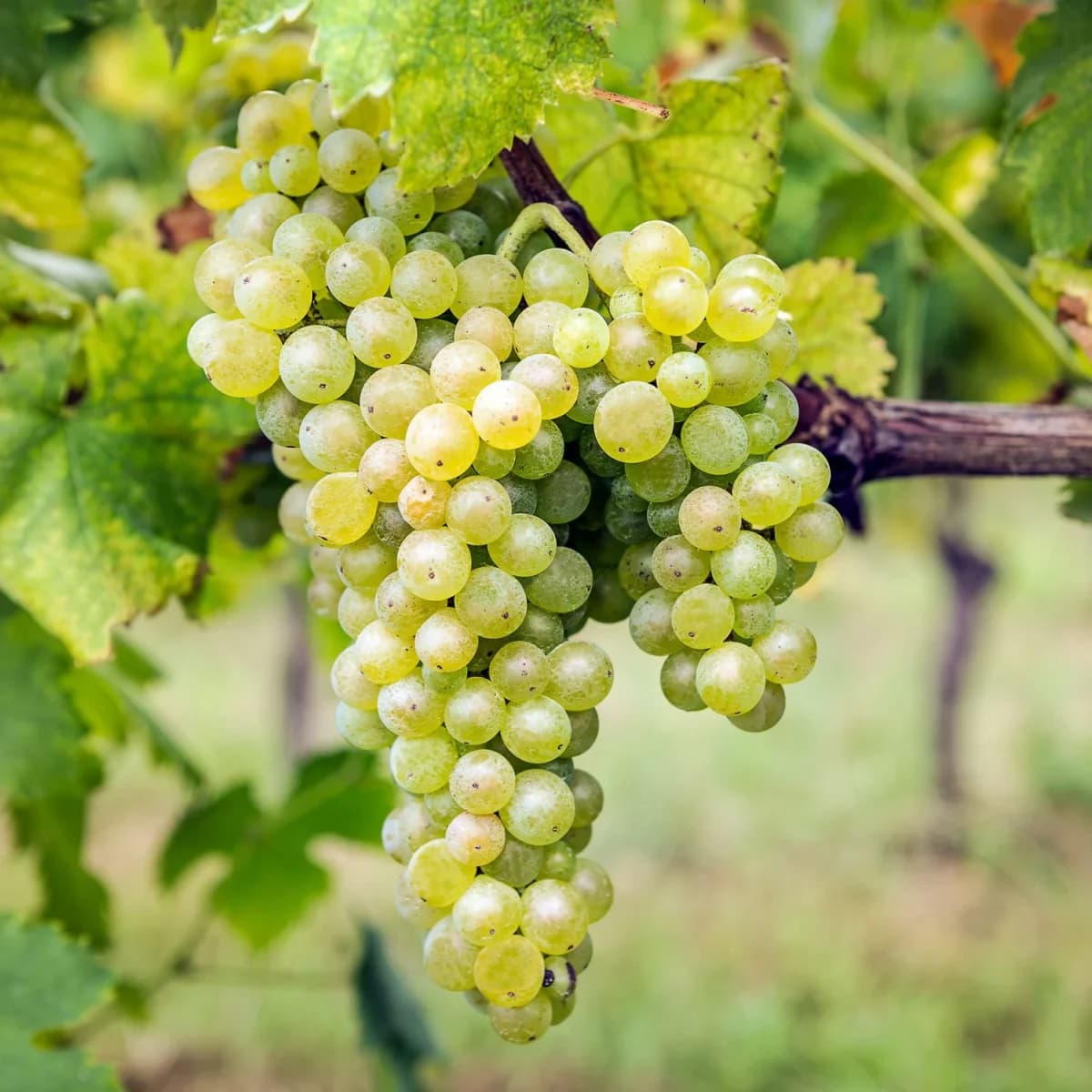 Grön druva DinVinguide.se druvguide