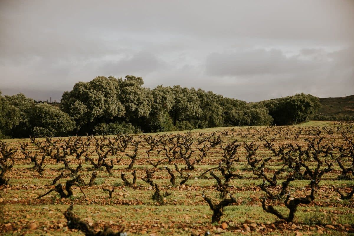 Rioja – traditionellt, modernt och dynamiskt