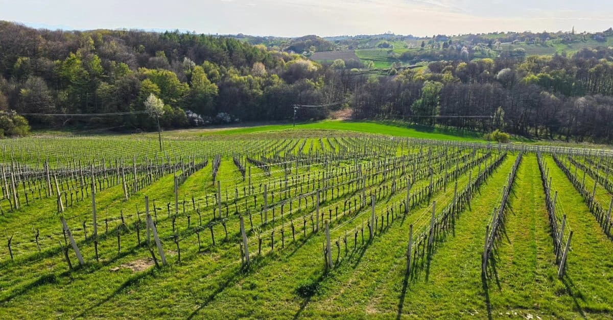 Druvan pusipel grape