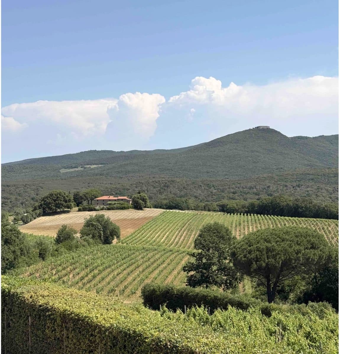 Bild på Med vinglaset i Bolgheri