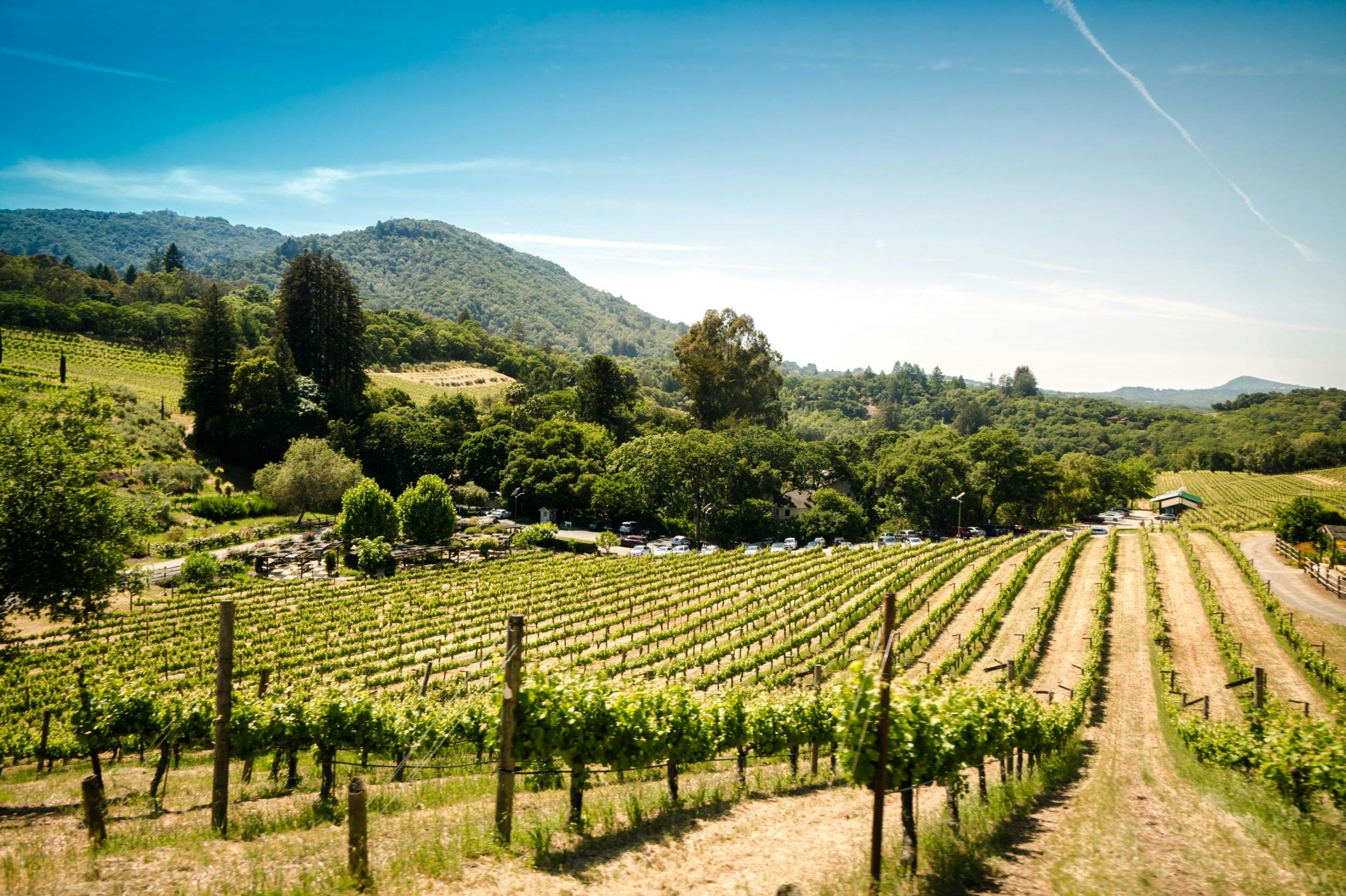 En solig utsikt över en vingård med rader av vinstockar, omgivna av gröna kullar och träd.