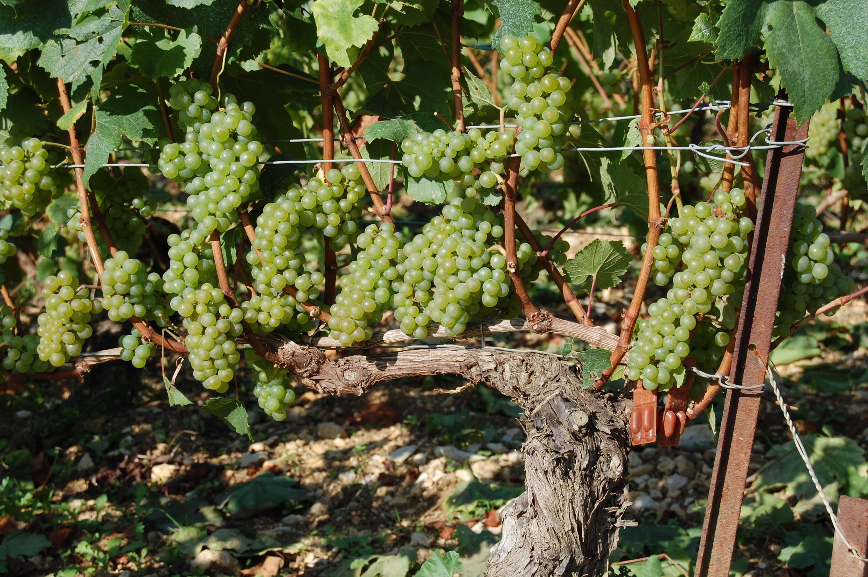 La Spinetta – de har gjort ett odödligt vin