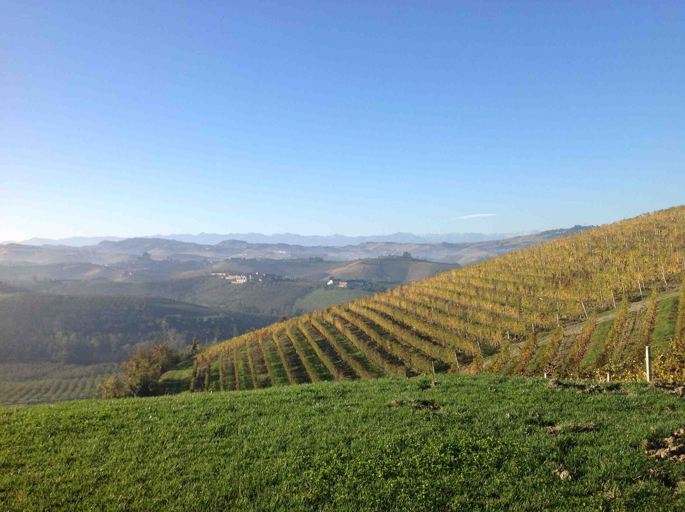 Barolo och Barbaresco årgång 2010 – kanske den bästa någonsin