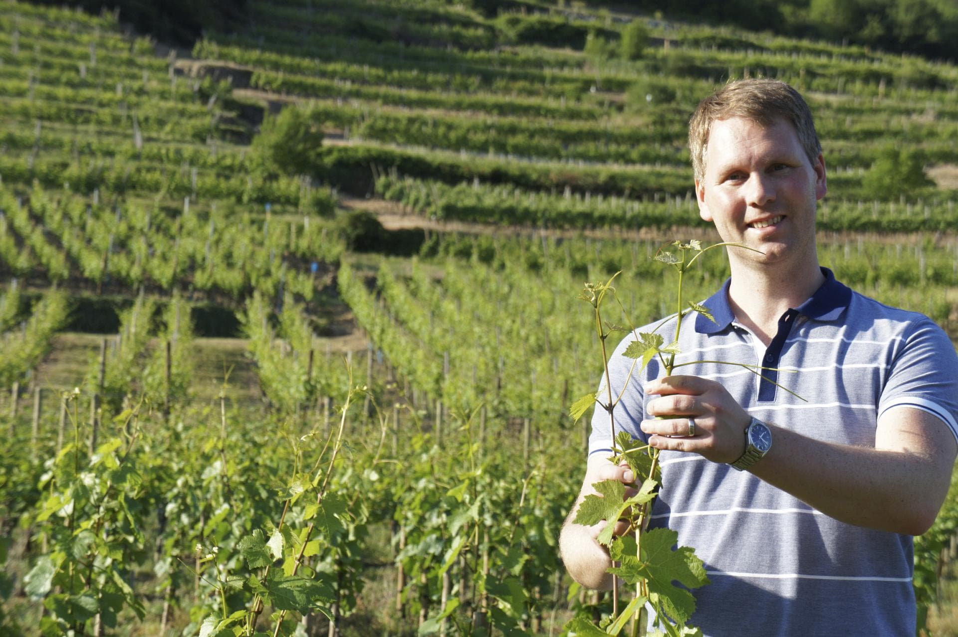 Riesling den perfekta kombinationen med sparris – matchade med Johan “Matgeek” Hedbergs tips