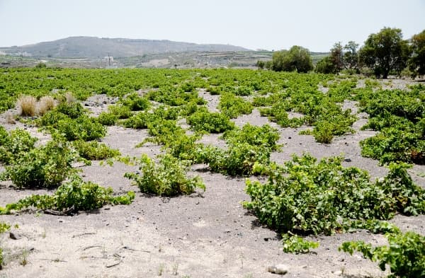 Rulla in fisk i fisk!