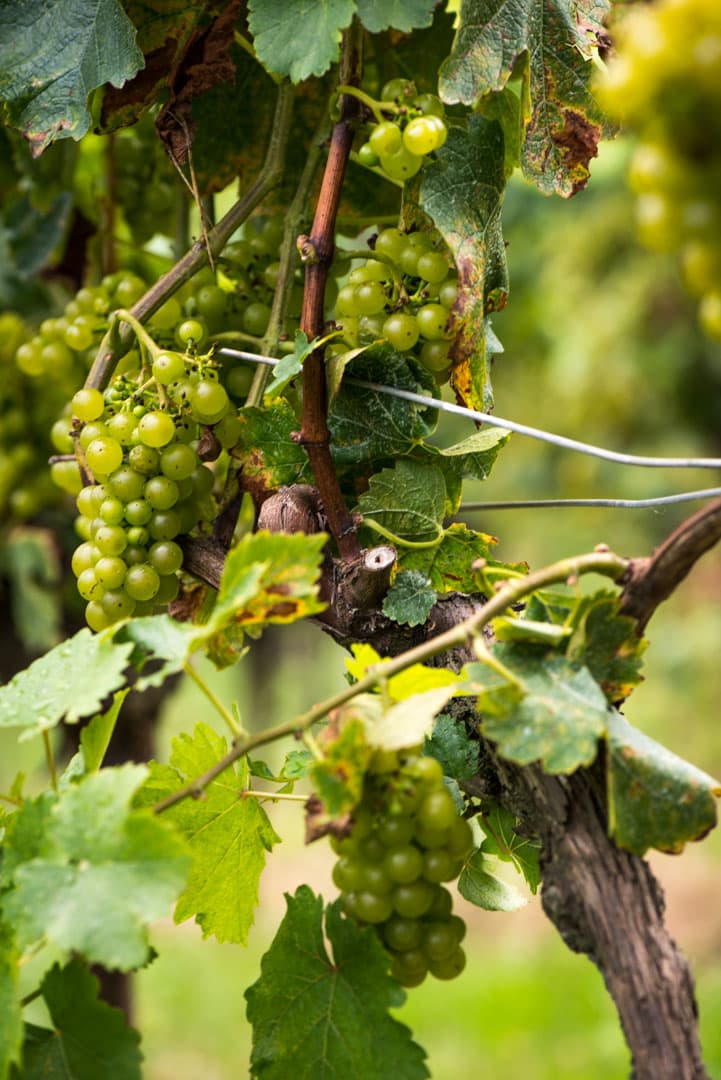 Tyskland är en av världens ledande vinnationer