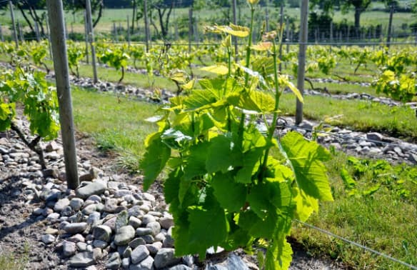 Du gamla du fria, du vinbeväxta nord