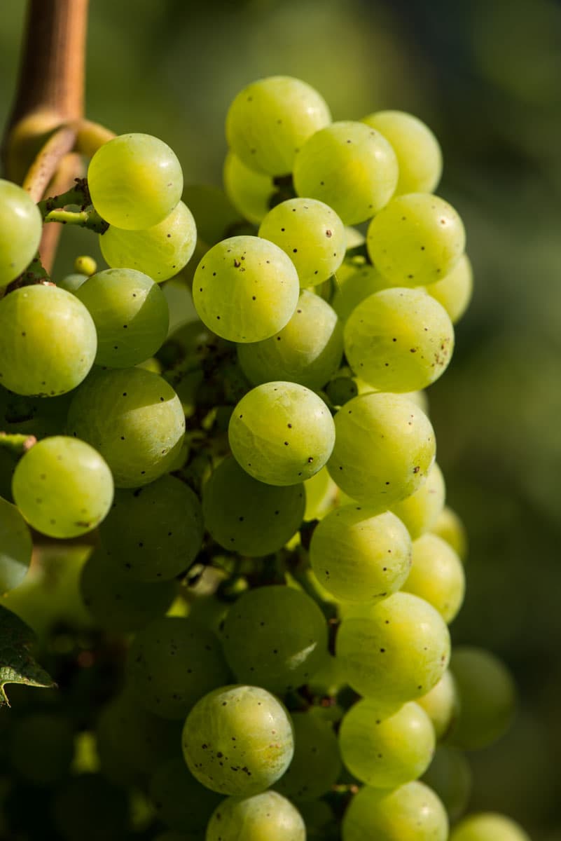 Tyskland – Riesling – Nahe. Stora tysklandsprovningen av 2013 års viner.