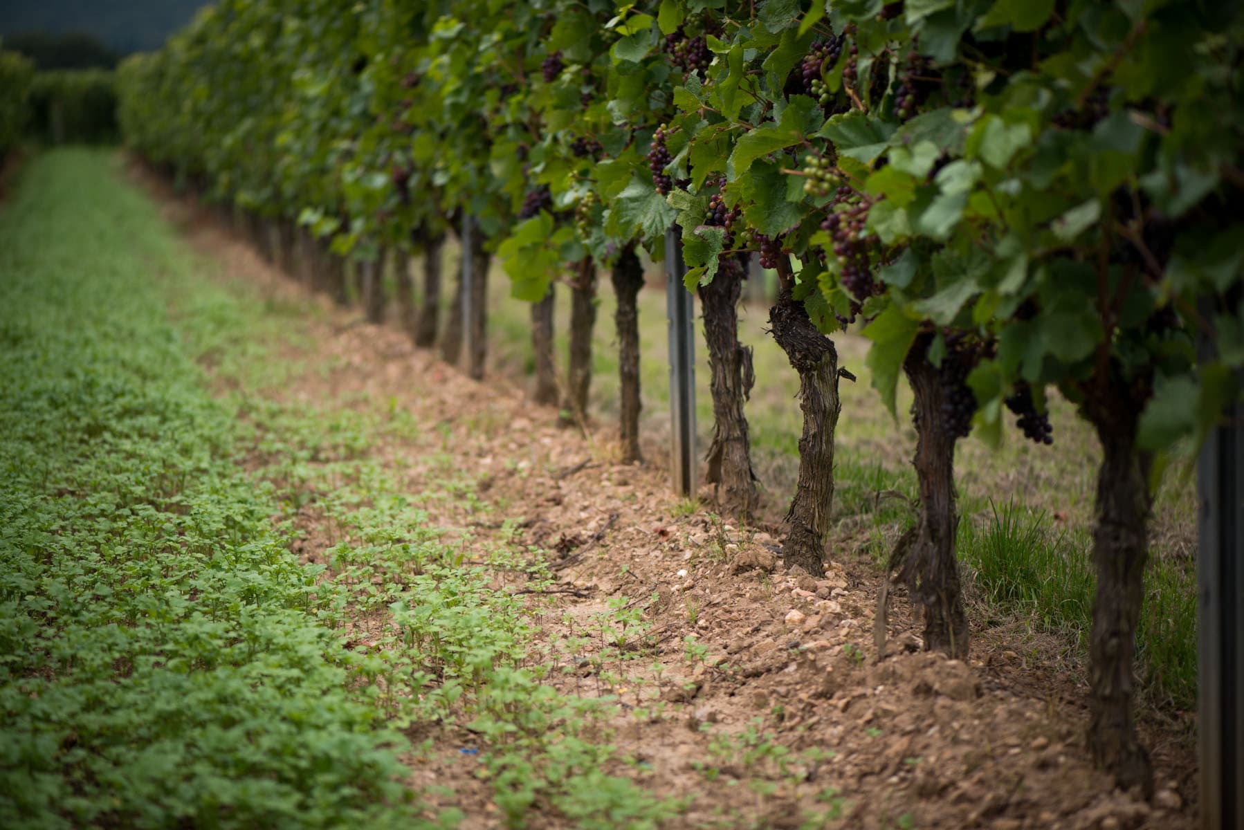 Mosel den bortglömda dalen