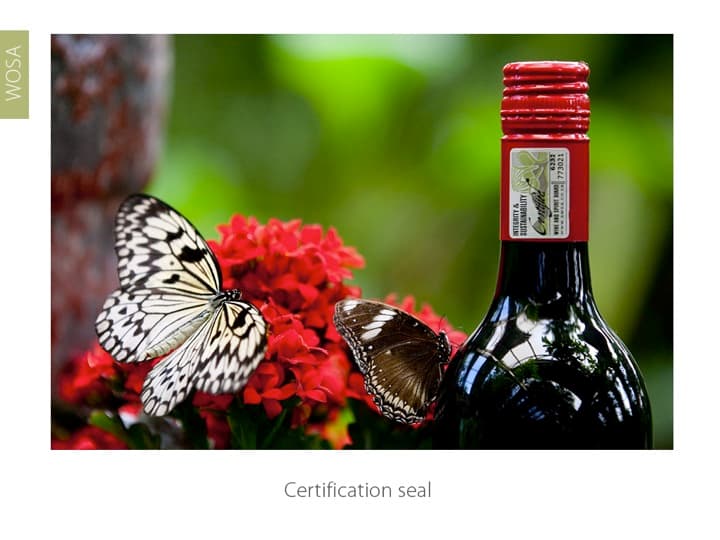 Sydafrika – ett magiskt vinland del 6