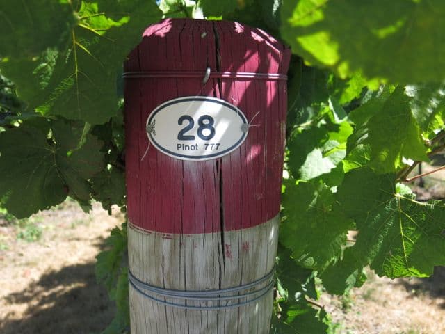 Pinot Noir från Nya Zeeland – världens mest sydliga vinland